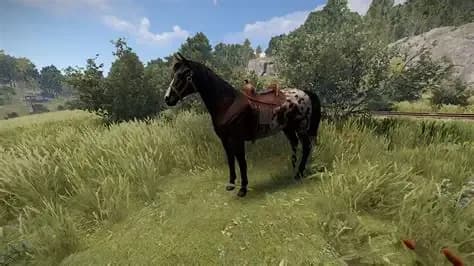 Horses contents